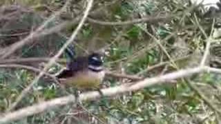 New Zealand Fantail native bird singing [upl. by Casabonne]