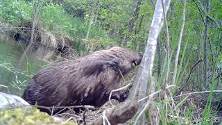 Beaver Harvesting Wood for DenBuilding [upl. by Aisatal845]