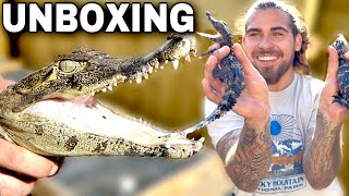 UNBOXING 3 CROCODILIANS Nile CROC Diamond CAIMAN And Smooth Fronted Caiman [upl. by Agn967]