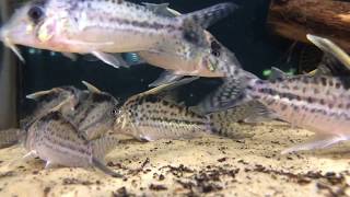 Corydoras robustus [upl. by Shelbi]