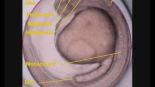 Zebrafish Danio rerio development [upl. by Grantland]