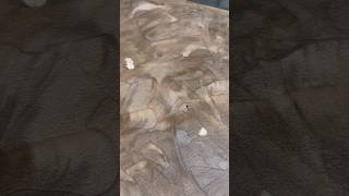 Metallic epoxy for these basement floors Help me decide on a color diyhomeprojects epoxyideas [upl. by Assirrak]