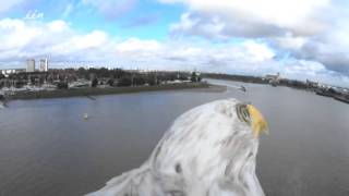 Vlucht van de arend met gopro  Copy beest [upl. by Scarlett388]