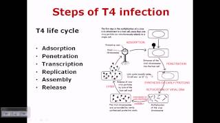 T4 phage life cycle [upl. by Shifra]