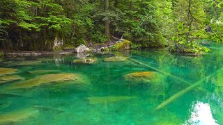 Visiting two stunning Swiss lakes 🇨🇭 Blausee amp Oeschinensee Switzerland [upl. by Lorri]