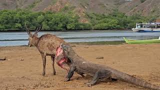 SPECTACULAR HUNTING OF KOMODO DRAGON ON WILD DEER [upl. by Ronyam]