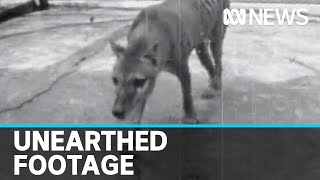 Newly discovered footage of lastknown Tasmanian tiger released  ABC news [upl. by Amelie870]