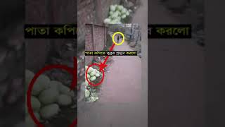 পাতা কপিতে কুকুর প্রস্রাব করে 020 Channel [upl. by Ahcarb]