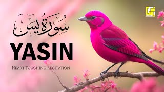 Subhan ALLAH Beautiful Quran recitation voice  Surah Yasin Yaseen سورة يس  Zikrullah TV [upl. by Nnahaid]