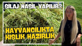 Silaj Nasıl Yapılır  Tohumlama Uygulaması  Hayvancılıkta Kışlık Hazırlık [upl. by Olav904]