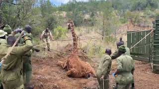 SUCCESSFUL REINTRODUCTION OF 6 RETICULATED GIRAFFES INTO MOUNT KENYA WILDLIFE CONSERVANCY [upl. by Aihsyak623]