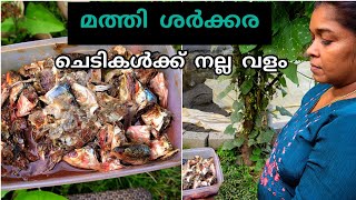 മത്തി ശർക്കര എളുപ്പത്തിൽ തയ്യാറാക്കാംDIY Fish amino acid for plants [upl. by Stephannie]