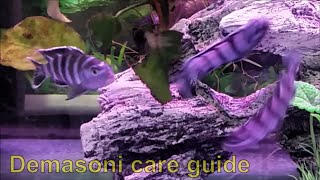 Demasoni care guide  how to care tank mates feeding and breeding demasoni cichlids [upl. by Aehsila351]