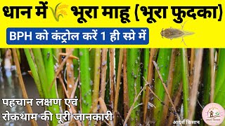 धान में भूरा फुदका या भूरा माहू  brown plant Hopper bhura mahu ki dawa  pexalon  syngenta Chess [upl. by Yemorej]