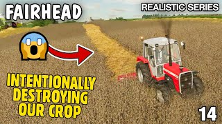 CRAZY INTENTIONALLY DESTROYING THE CROP  Lets Play Fairhead Realistic FS22 Episode 14 [upl. by Marj]