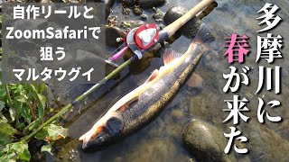 【多摩川の春】マルタを自作リールで釣ってみました【ロッドはいつものZoomSafari】 [upl. by Thill]