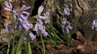 Bluebells growing in woods 8 day time lapse [upl. by Sol260]