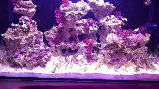 Innovative Marine Nuvo Fusion Pro 20 AIO Aquarium [upl. by Hitt]