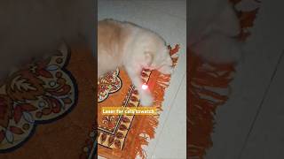 Laser for cats to watch Laser pointer video for cats Cat Videos for cats to watch laser 😀 Shorts [upl. by Nabetse481]