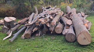 4 Cutting up some Ash firewood and a quick kindling update [upl. by Atarman]