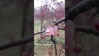 Funny malus hupehensis or Chinese crab apple shorts herbarium snow [upl. by Lafleur]