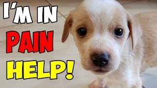 Small Puppy was Crying In Pain For Help until This Man Finally Heard Him [upl. by Zilber242]