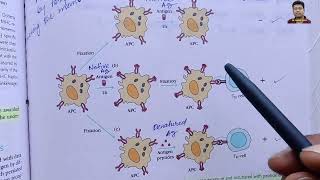 Chapter 8 Antigen Processing and Presentation [upl. by Giardap]