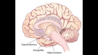 4 Thalamus und Limbisches System [upl. by Annaer]