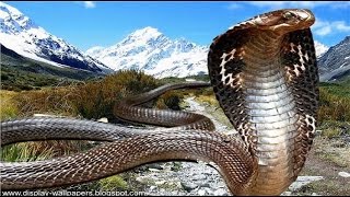 Documentaries discovery channel animals Snakes and the Surprise Secrets animal planet docu [upl. by Titania71]