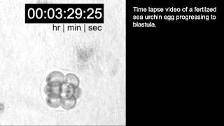 Timelapse video of fertilized sea urchin egg developing to bastula [upl. by Steffy216]