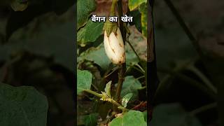 brinjal plant growing  brinjal plantation at home  How To Grow Brinjal Plant at Terrace Gardening [upl. by Micco]