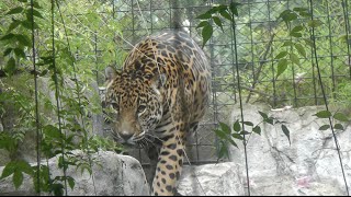 Jaguar Panthera onca en el Zoológico de San Juan de Aragón [upl. by Brott]