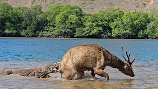 The deers struggle was in vain  komodo dragons [upl. by Ahsaetal]