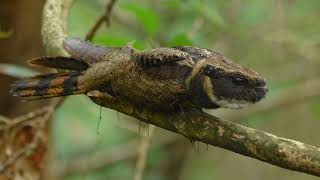 Great Eared Nightjar [upl. by Conover]