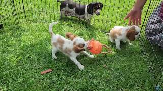 King Charles Cavalier puppies playing in pen  2023 [upl. by Hanah]