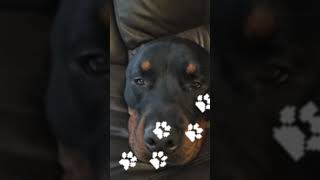 rottweiler cuterottweiler rottie rotty funny [upl. by Oilla]