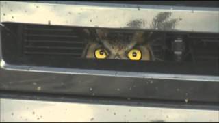 Eule lebt seit Tagen hinterm Kühlergrill  Owl Gets Ride of Life Stuck in an SUV [upl. by Assila]