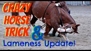 CRAZY HORSE TRICK AND LAMENESS UPDATE Day 096 040618 [upl. by Anait]