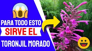 👍 Agastache Mexicana O Toronjil Morado Para Que Sirve [upl. by Jacoba]