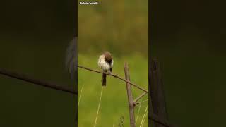 Brown shrike tadoba birdmansumedh [upl. by Wright]