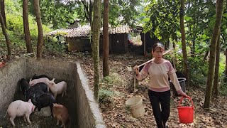 Pig hiding in abandoned house wants to go home Taking care of 400 freerange chickens  Ep 225 [upl. by Corby241]