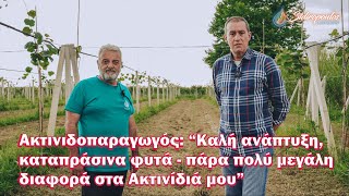 Εμπειρία Ακτινιδοπαραγωγού Τεράστια αλλαγή σε χωράφι στην Άρτα με organic Max [upl. by Haizek]