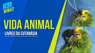 RECOMEÇO VETERINÁRIA JÁ SALVOU 10 MIL ANIMAIS DA EUTANÁSIA [upl. by Gnaw]