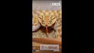 The Saharan Horned Viper  Snake With A Deadly Bite [upl. by Eilrak]