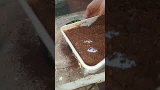 Toamto plantation in 12x12 grow beg gardening tomato backyardgardening farming viralvideo [upl. by Bodkin]