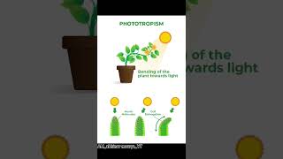 PHOTOTROPISM 💯biologyscience education trendingshorts shorts youtubeshorts [upl. by Peri]