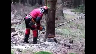 Tree felling and pruning chainsaw Husqvarna 357 XP [upl. by Lairret]