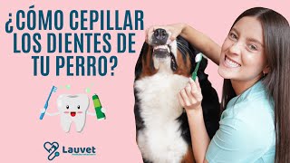 ¿CÓMO CEPILLAR LOS DIENTES DE MI PERRO  ¿Por qué es importante  Lauvet [upl. by Zoha]