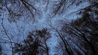 Falling leaves in a beech Fagus sylvatica forest 4K [upl. by Huxham]