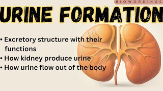 How urine is formed  Urinary Organs and their functions Urinary system explained by biowordings [upl. by Boylan]